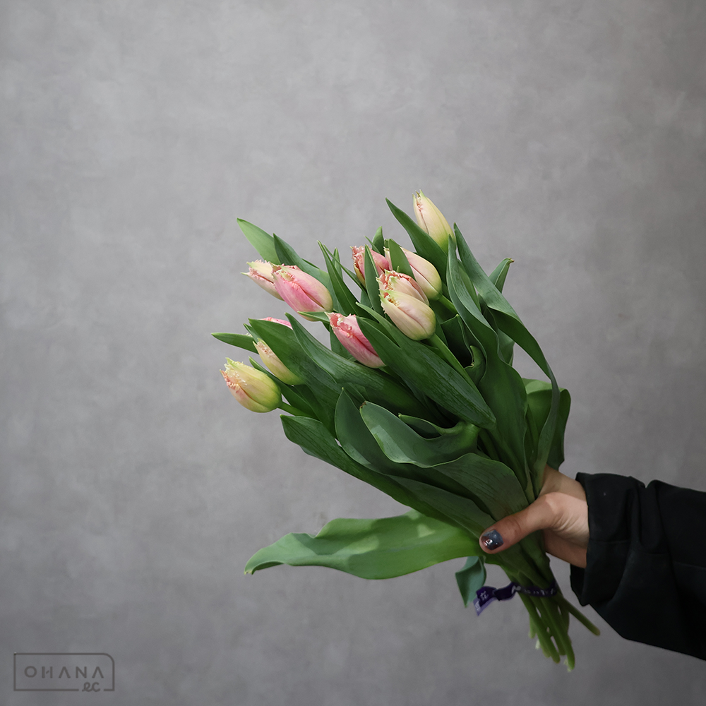 チューリップ ベルソング 優2L