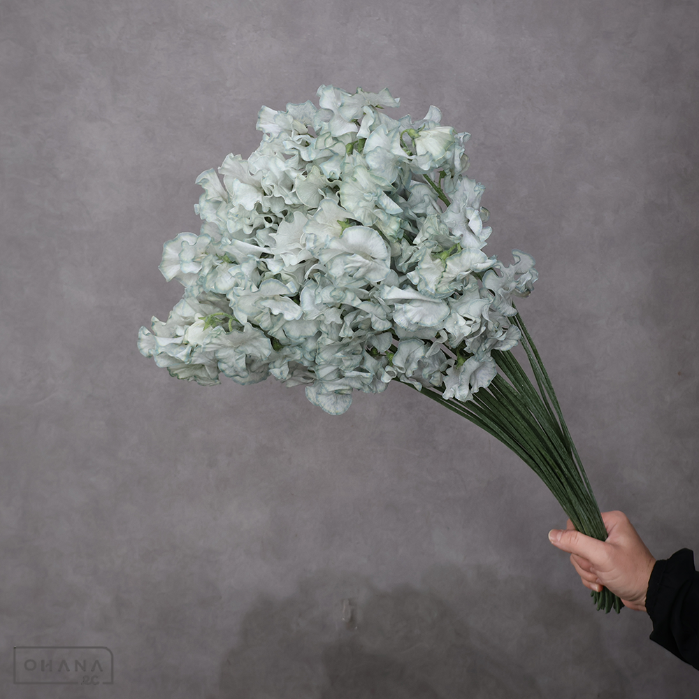 スイートピー　恋音と雨空  ※25本束２Ｌ ４Ｐ