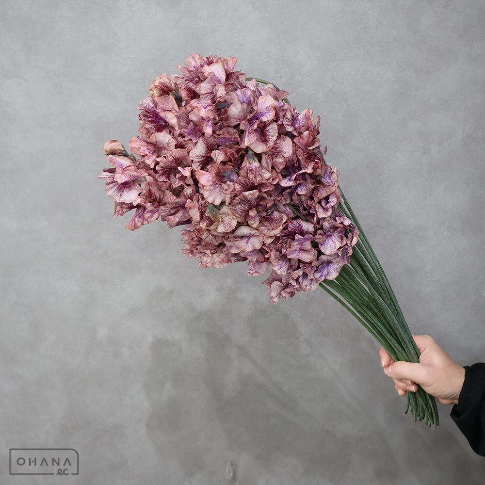 スイートピー　ブルームドショコラ ※25本束 ２Ｌ ４Ｐ