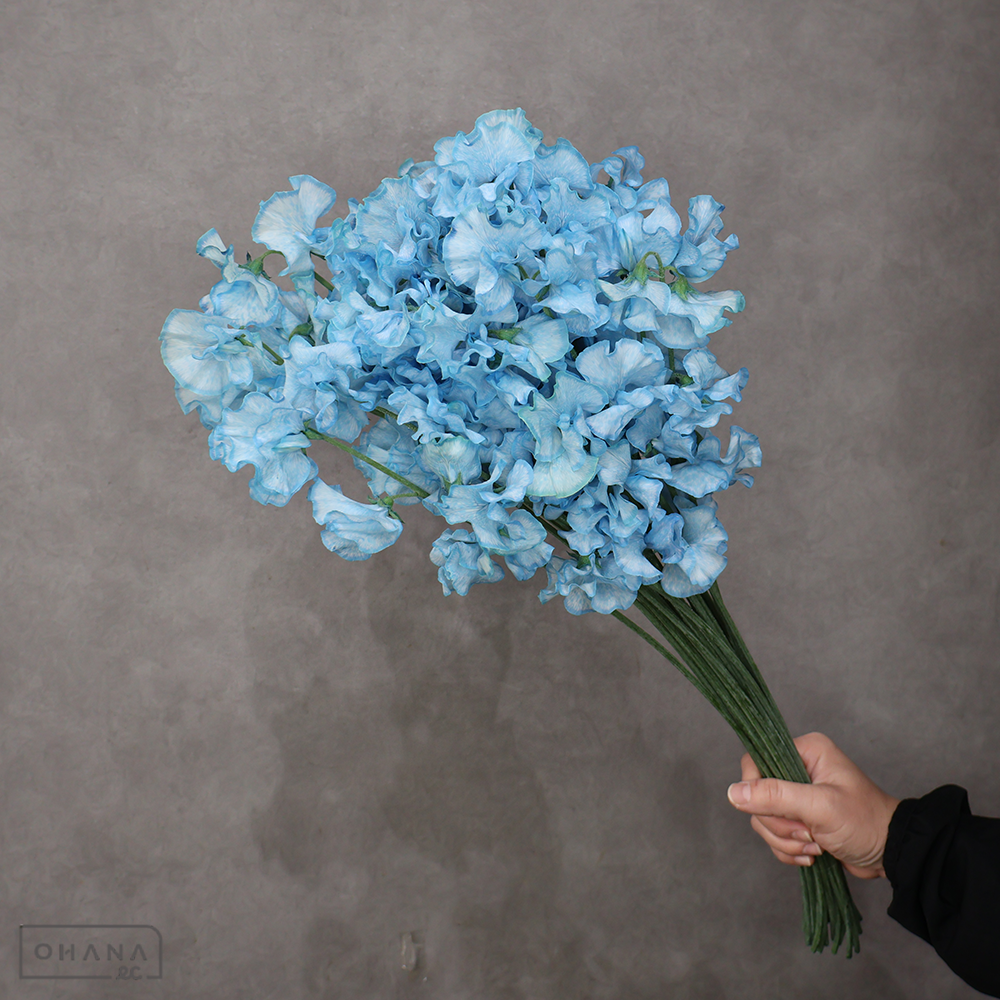 スイートピー　スカイウォーカー ※25本束 ２Ｌ ４Ｐ