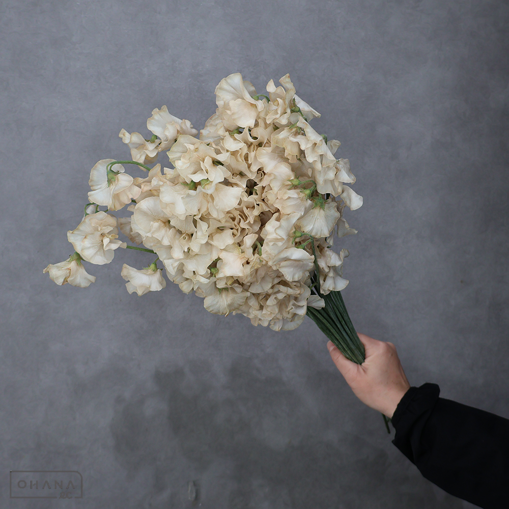 スイートピー　おぼろ月 ※25本束 ２Ｌ ４Ｐ