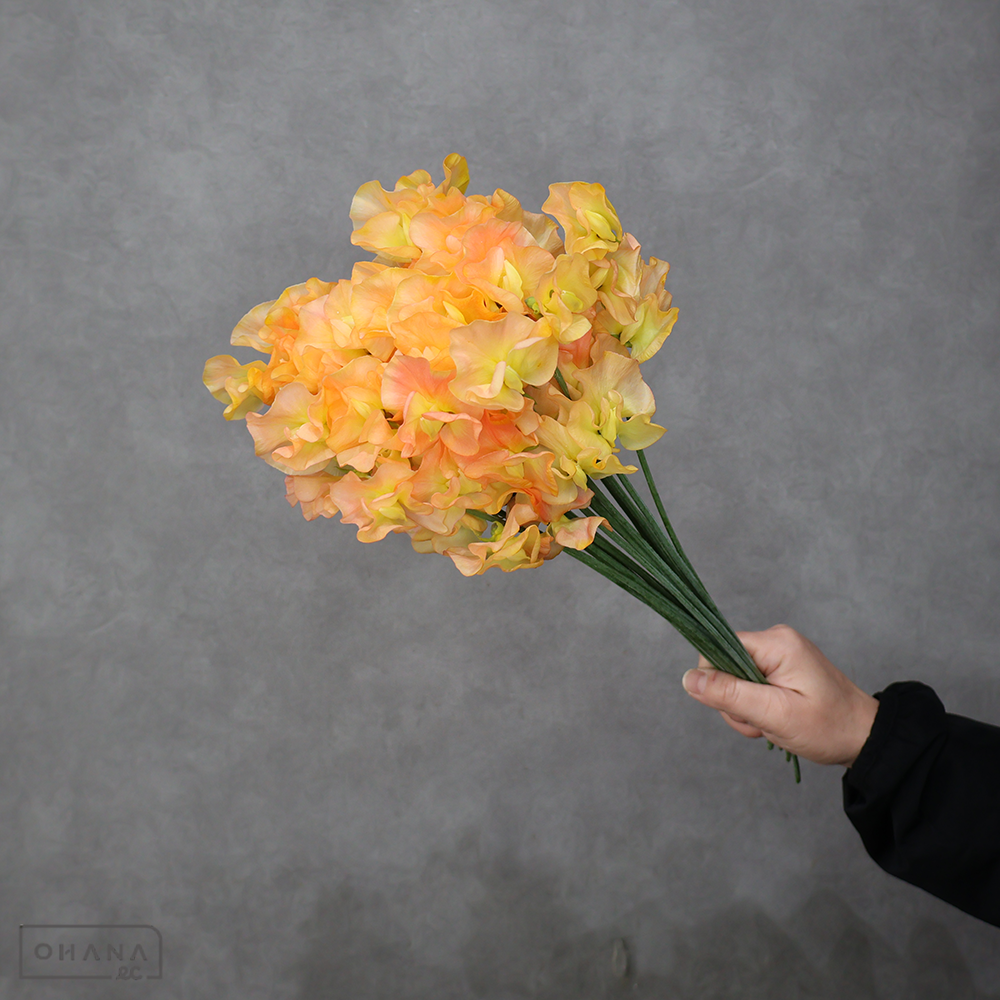 スイートピー　アプリコット ※25本束 秀 3～4Ｐ 40cm