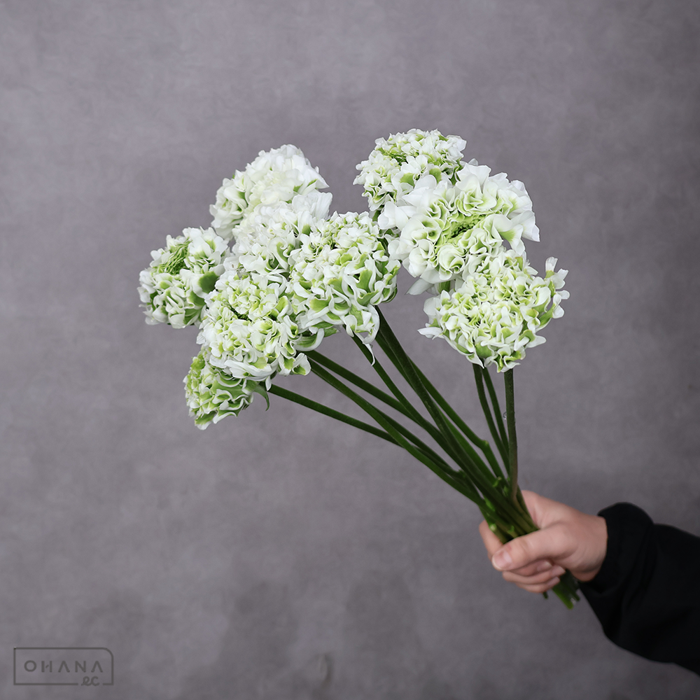 ラナンキュラス　イグルー　Ａ