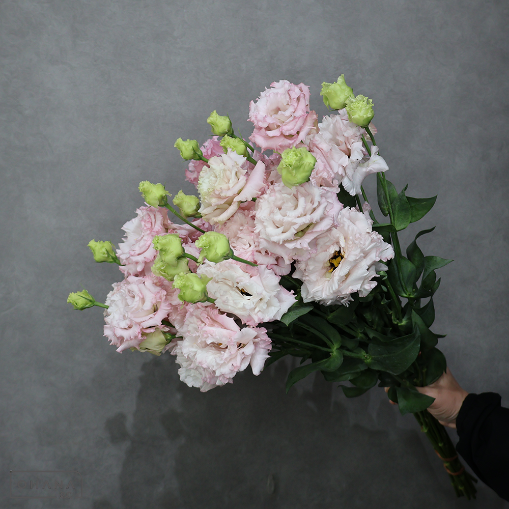 トルコキキョウ　ボヤージュソフトピンク　秀 ３輪 70cm