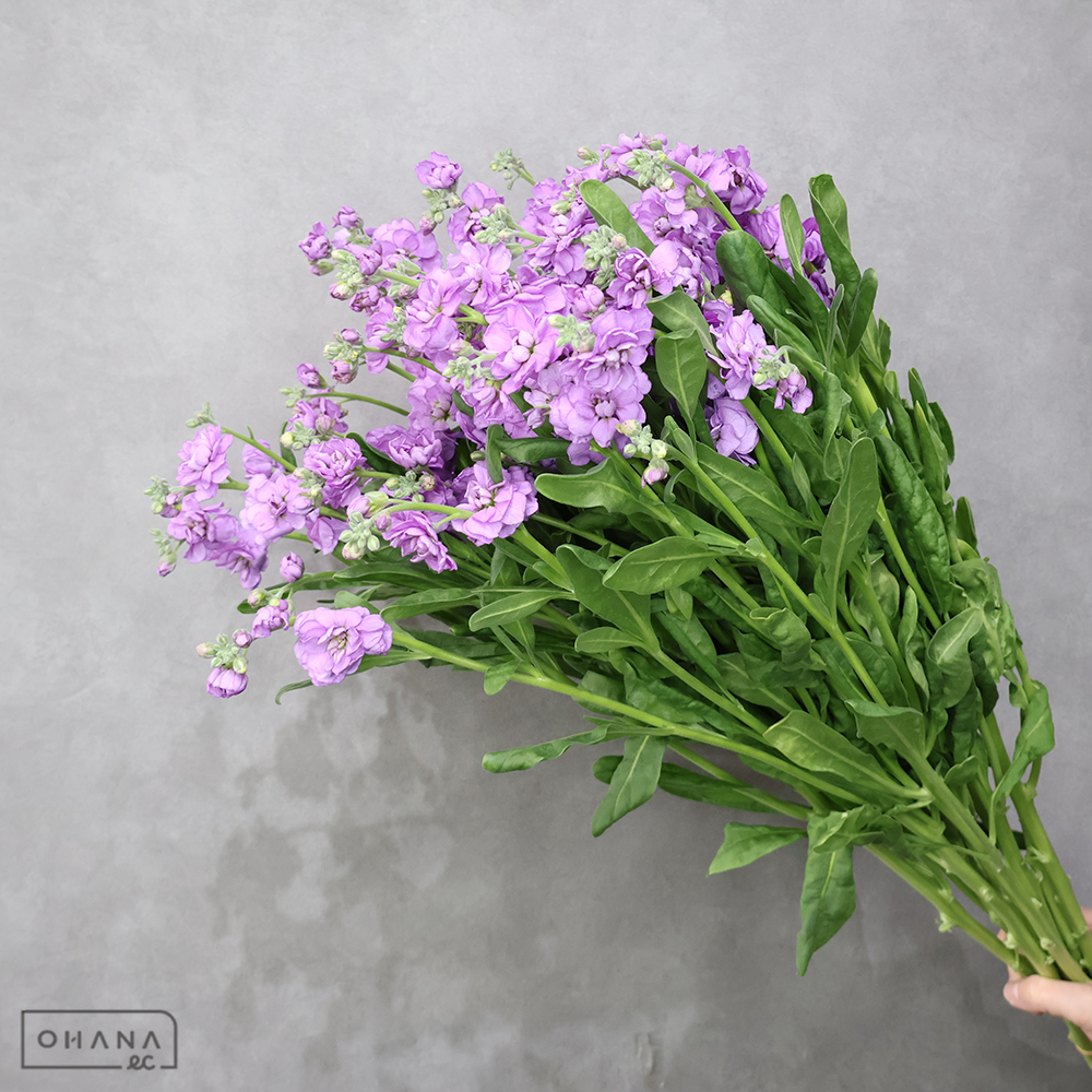 ストック　ラベンダ－カルテット　秀 4～5輪 80cm