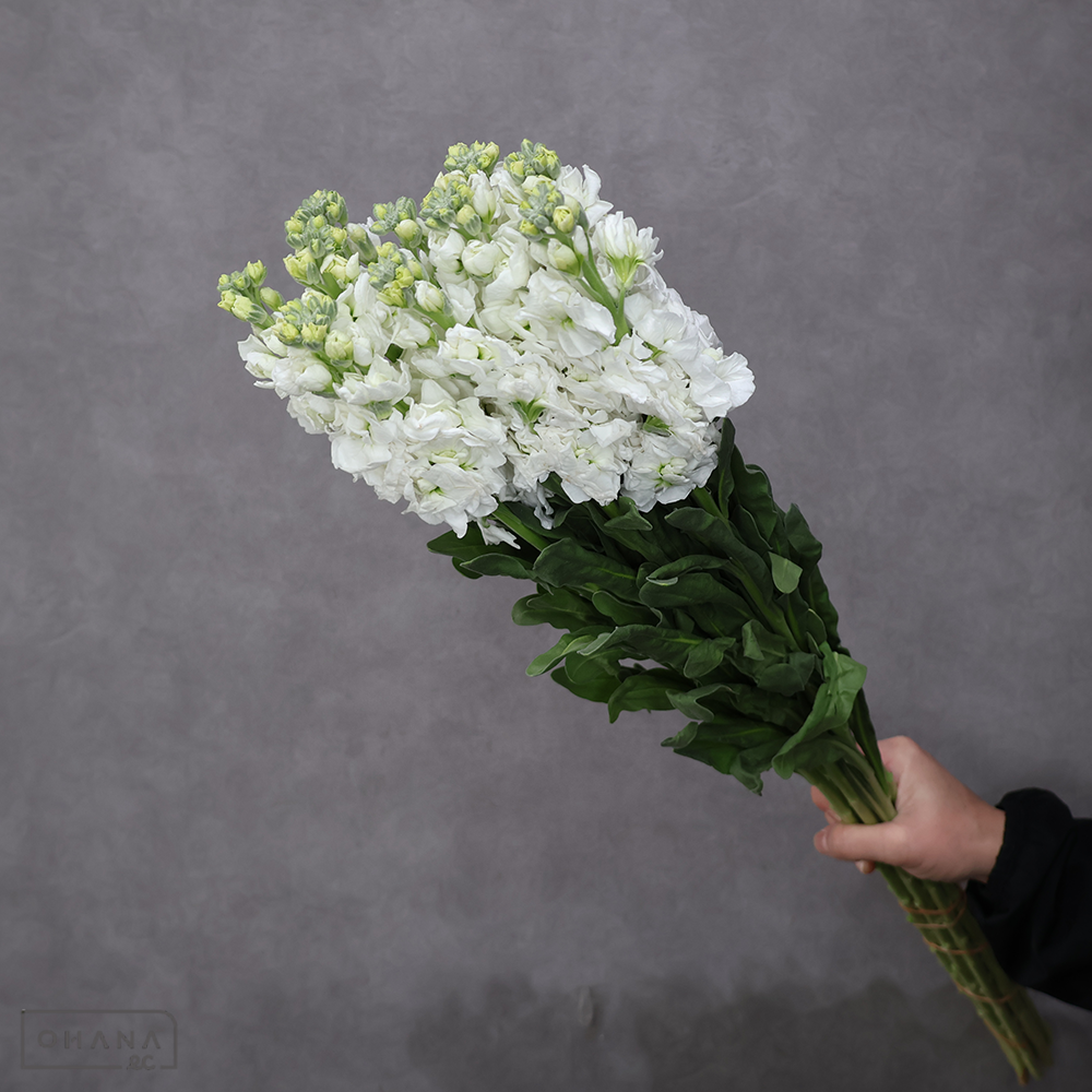 ストック　ホワイトアイアン　 80cm