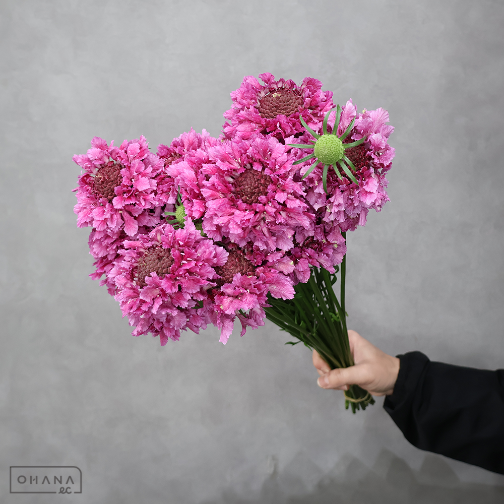 スカビオサ　テラ５１５ ※25本束　秀 40-30cm