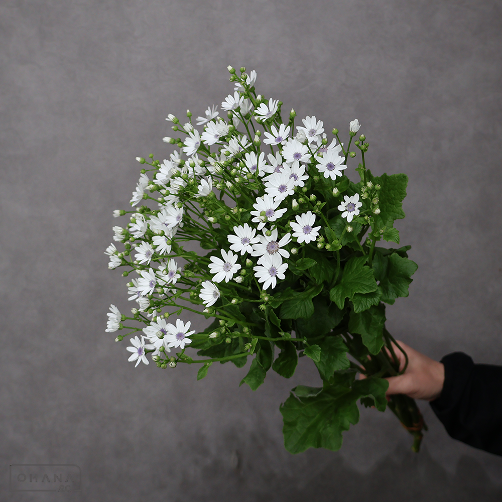 サイネリア スモークブルーアイ　秀 60cm