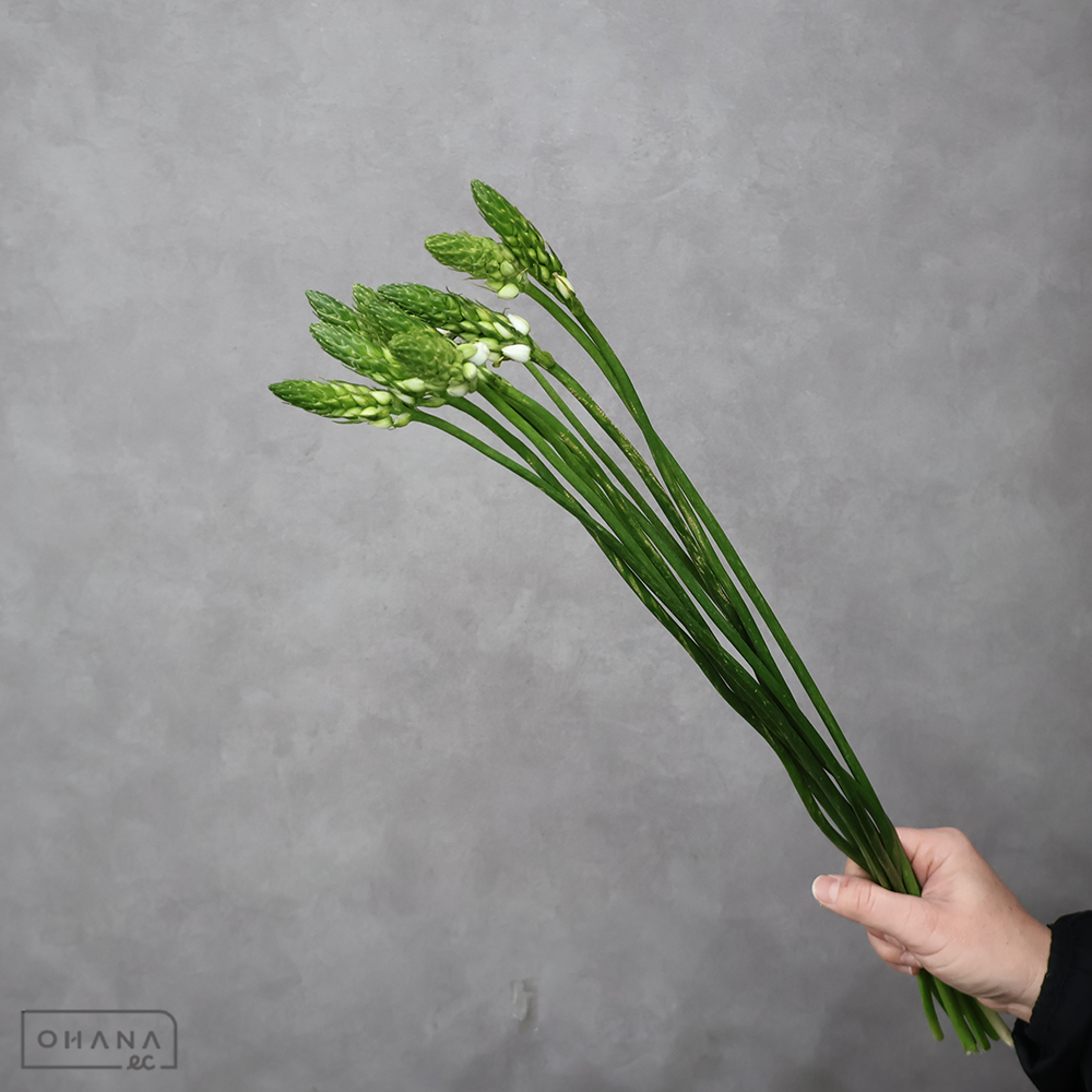 【SALE】オオニソガラム　マウントフジ　 60cm　※クレーム対象外