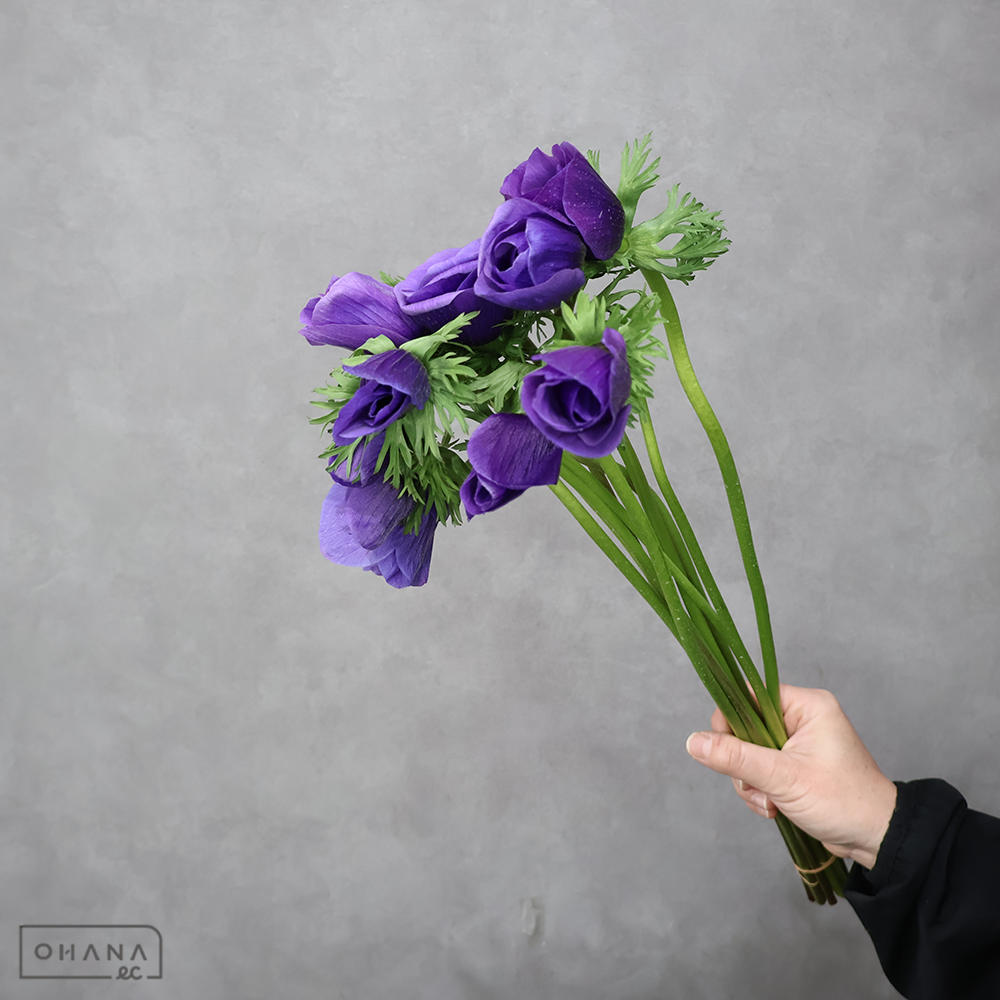 アネモネ　ガリリーＢ　秀 50cm