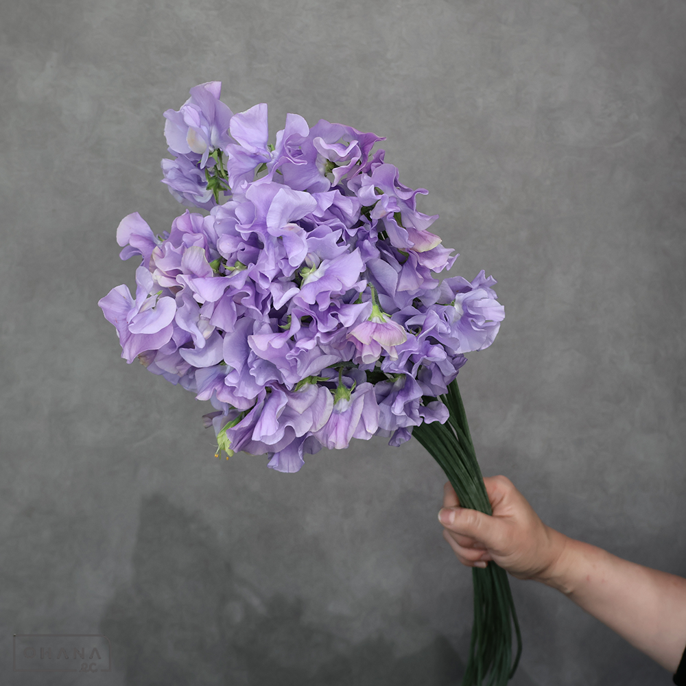 スイトピー　ムジカラベンダー　2L 3輪