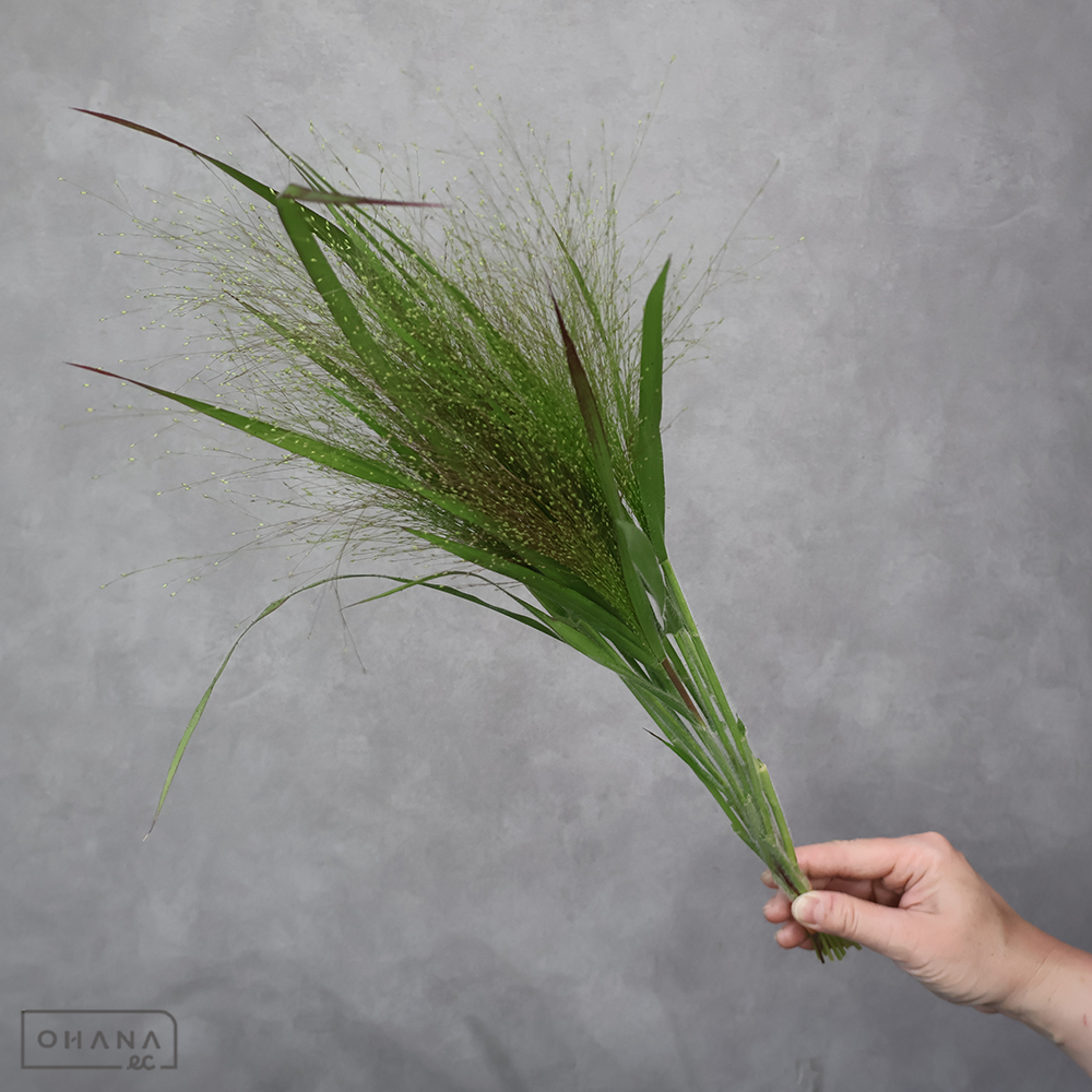 スモークグラス　秀 40cm