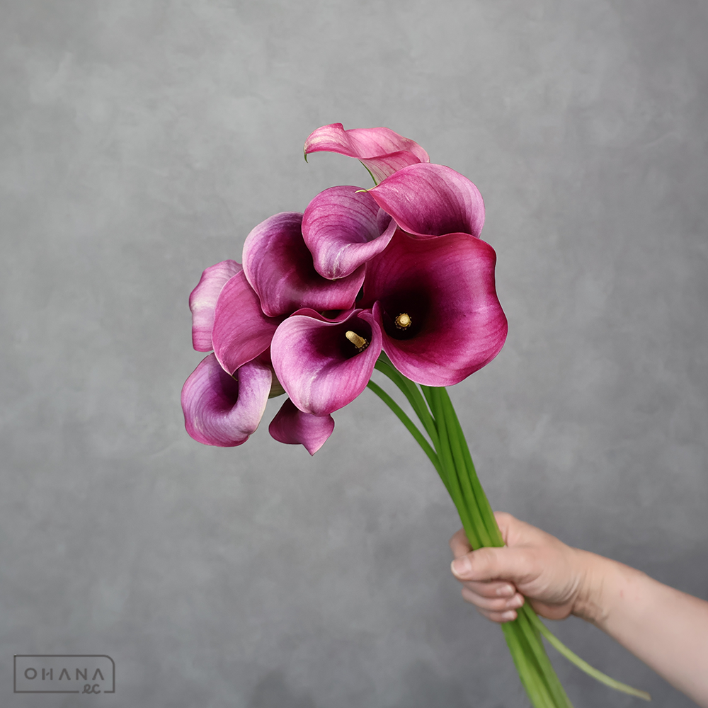 カラー　キャプテンプロミス　秀 50cm