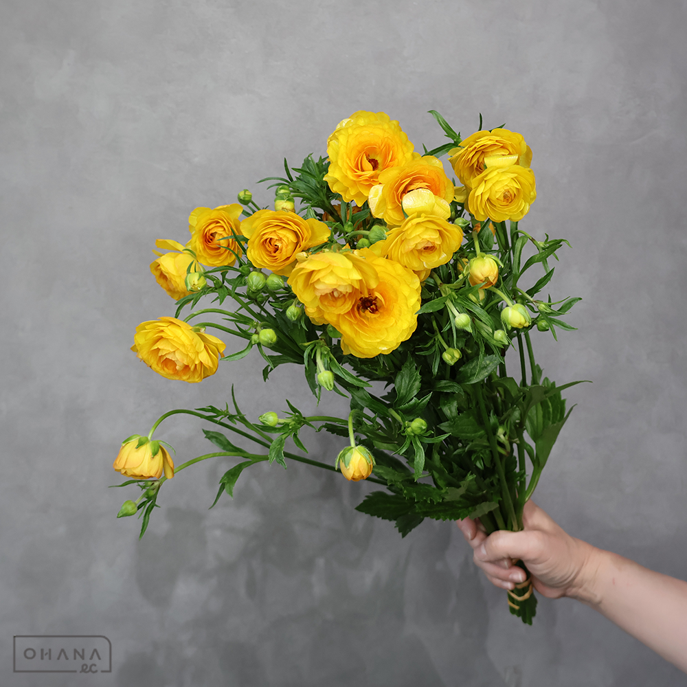 ラナンキュラス複色　ラックス　ミネルバ　秀 40cm