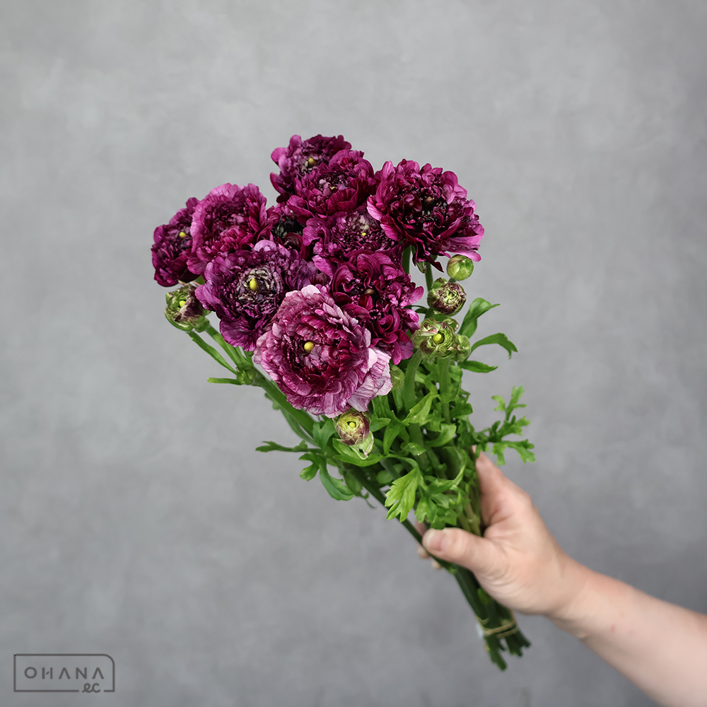 ラナンキュラス　リュリ　秀 30cm