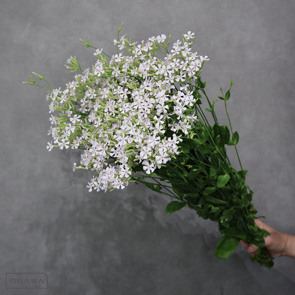 シレネ サクラコマチ　 50cm  ※17本束