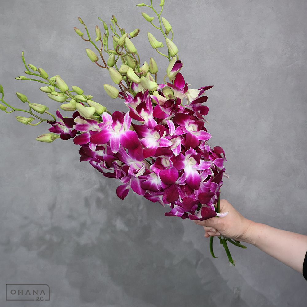 デンファーレピンク　ソニア　2L