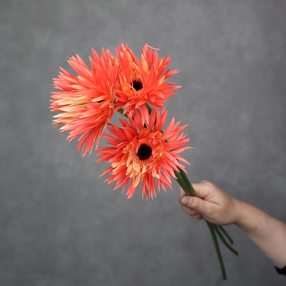 ガーベラ　センシーニ SP咲　秀2L