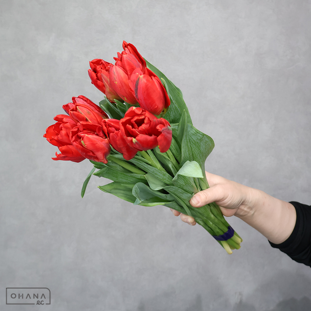 チューリップ　ベンバンザンテンパーロット　秀L