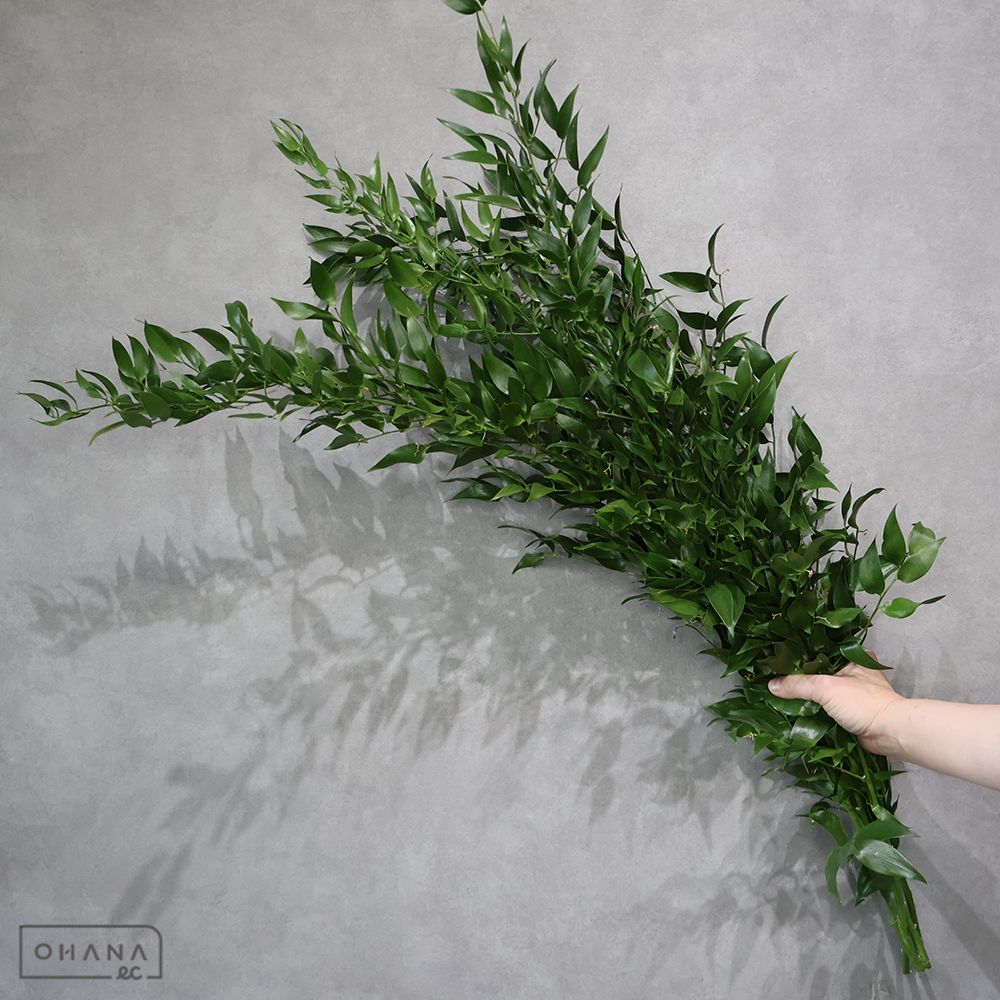 ルスカス ※ボリュームあり！　AL