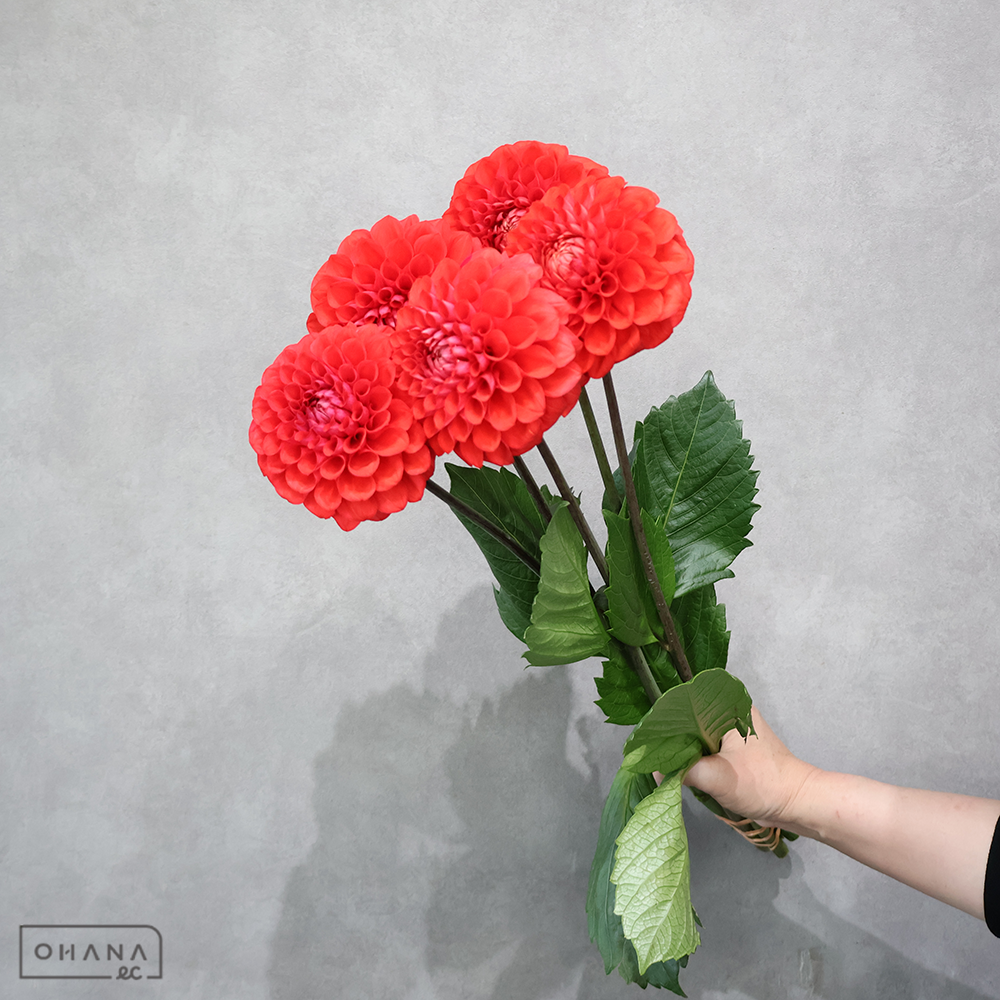 ダリア　朝日てまり　 50cm