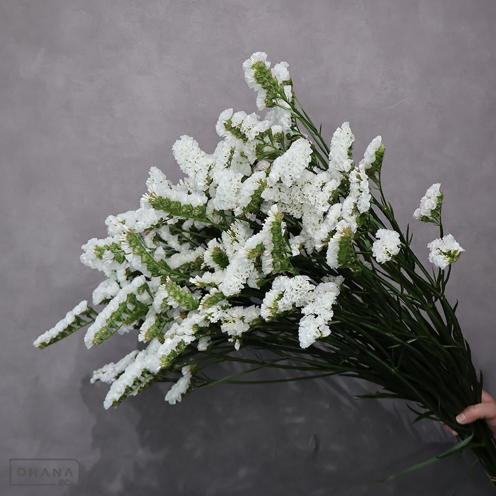 スターチス　パウダースノー　2L