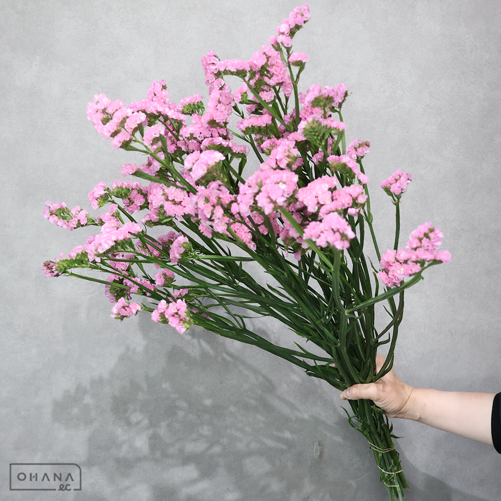 スターチス　モモピンク　2L