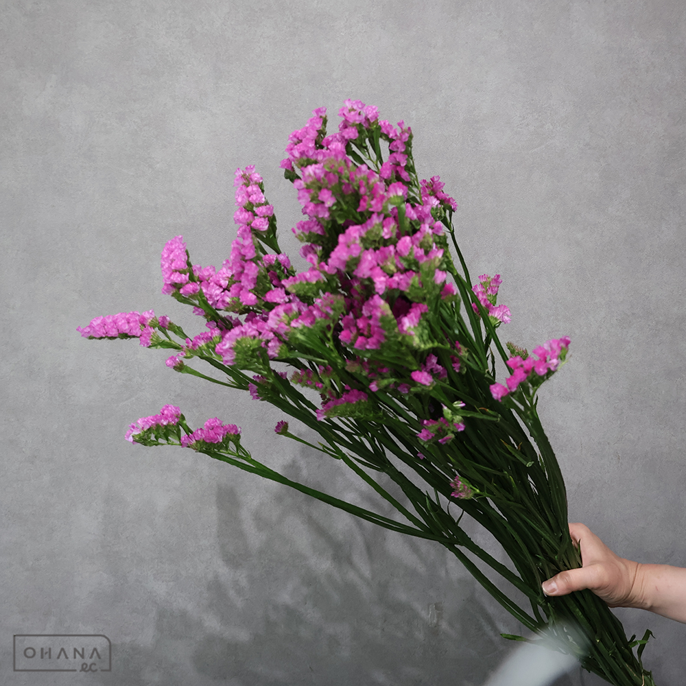 スターチス　ビューティーピンク　2L