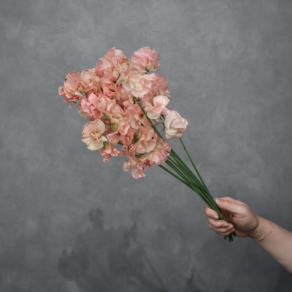 スイトピー　 スモーキーピンク ４ＰＬ  ※10本束