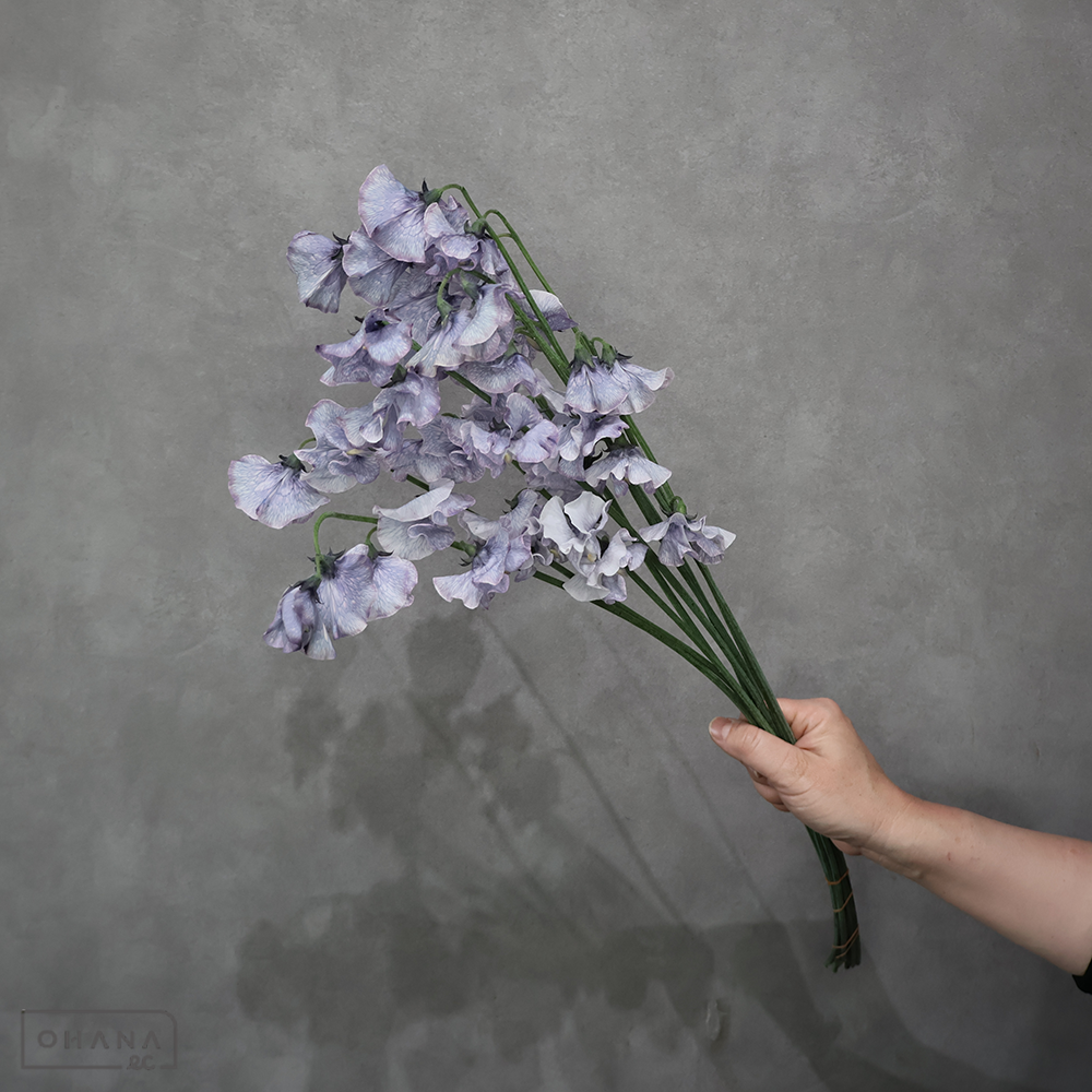 スイトピー　 ペールライラック ４Ｐ２Ｌ  ※10本束