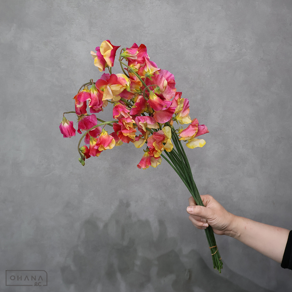 スイトピー　 チアリーダー ４Ｐ２Ｌ  ※10本束