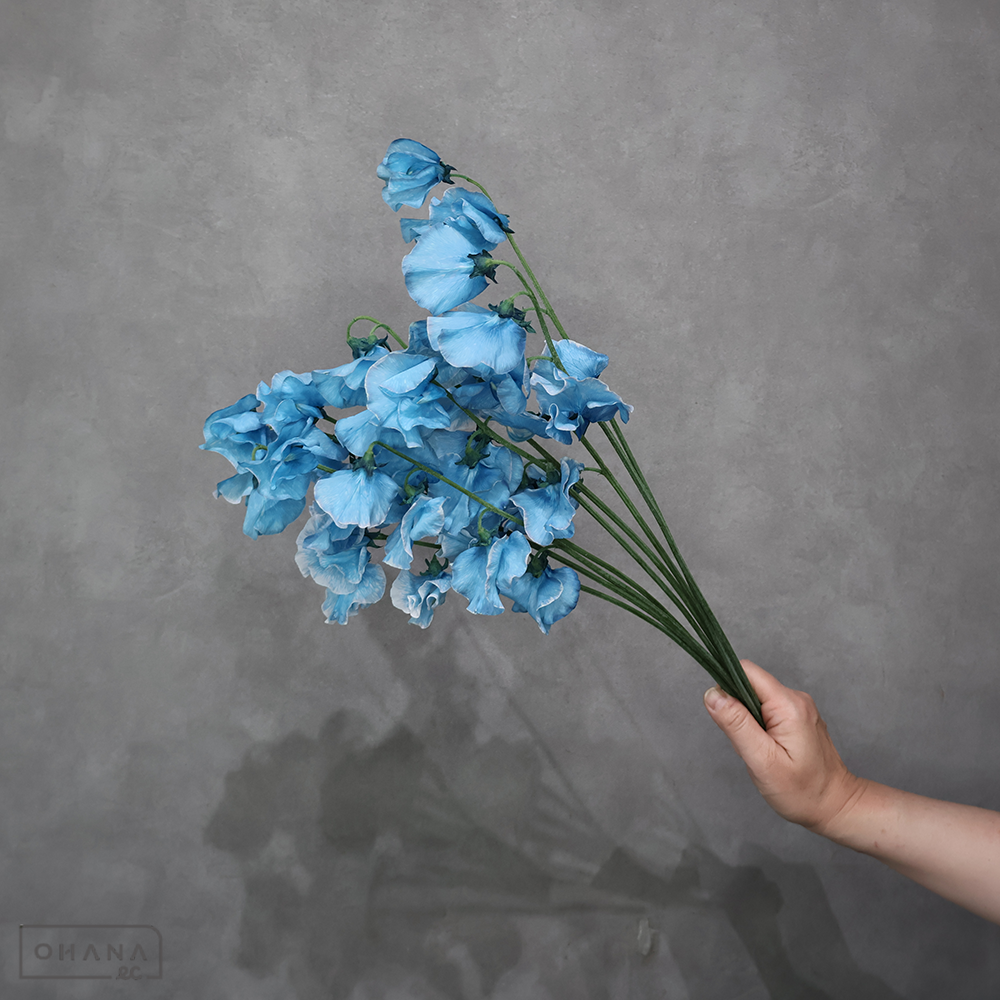 スイトピー　 デニム ４Ｐ２Ｌ  ※10本束