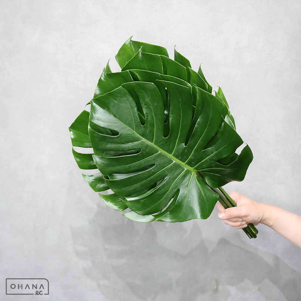 モンステラ Ｍ30cm