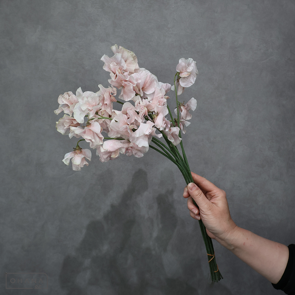 スイトピー　 シナモン 4P2L  ※10本束