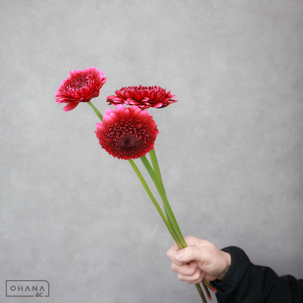 ガーベラ　ボレロネイロネイロ  ※25本束　M