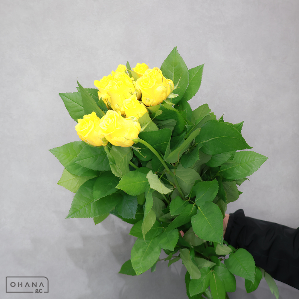 バラ黄　ソラーレ　 65cm