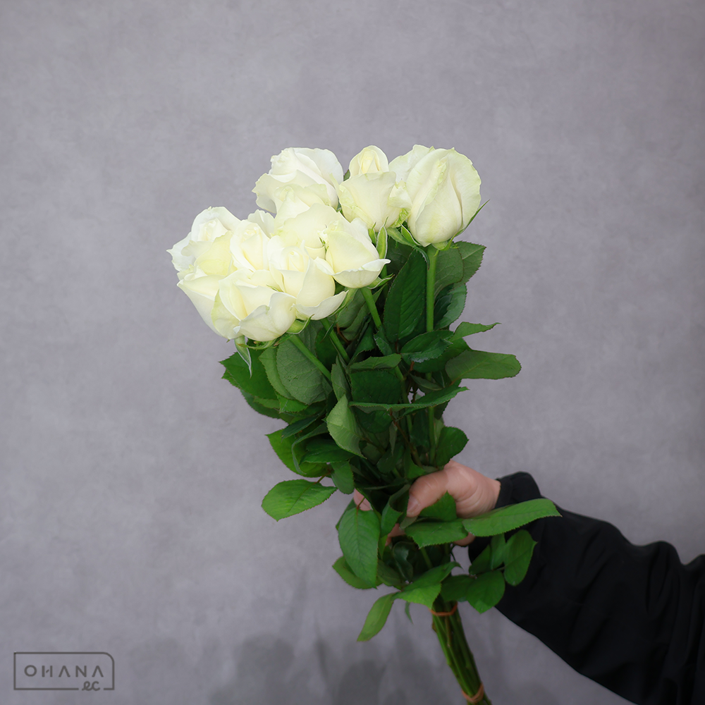 【SALE】バラ白　アバランチェ　 45cm　※クレーム対象外