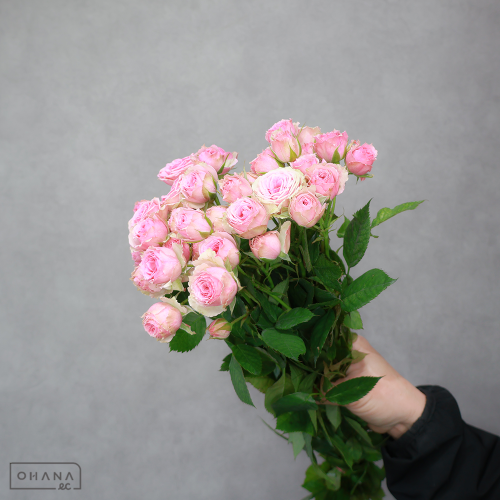 【SALE】ＳＰバラ複色　ストロベリーミルフィーユ　秀 40cm　※クレーム対象外