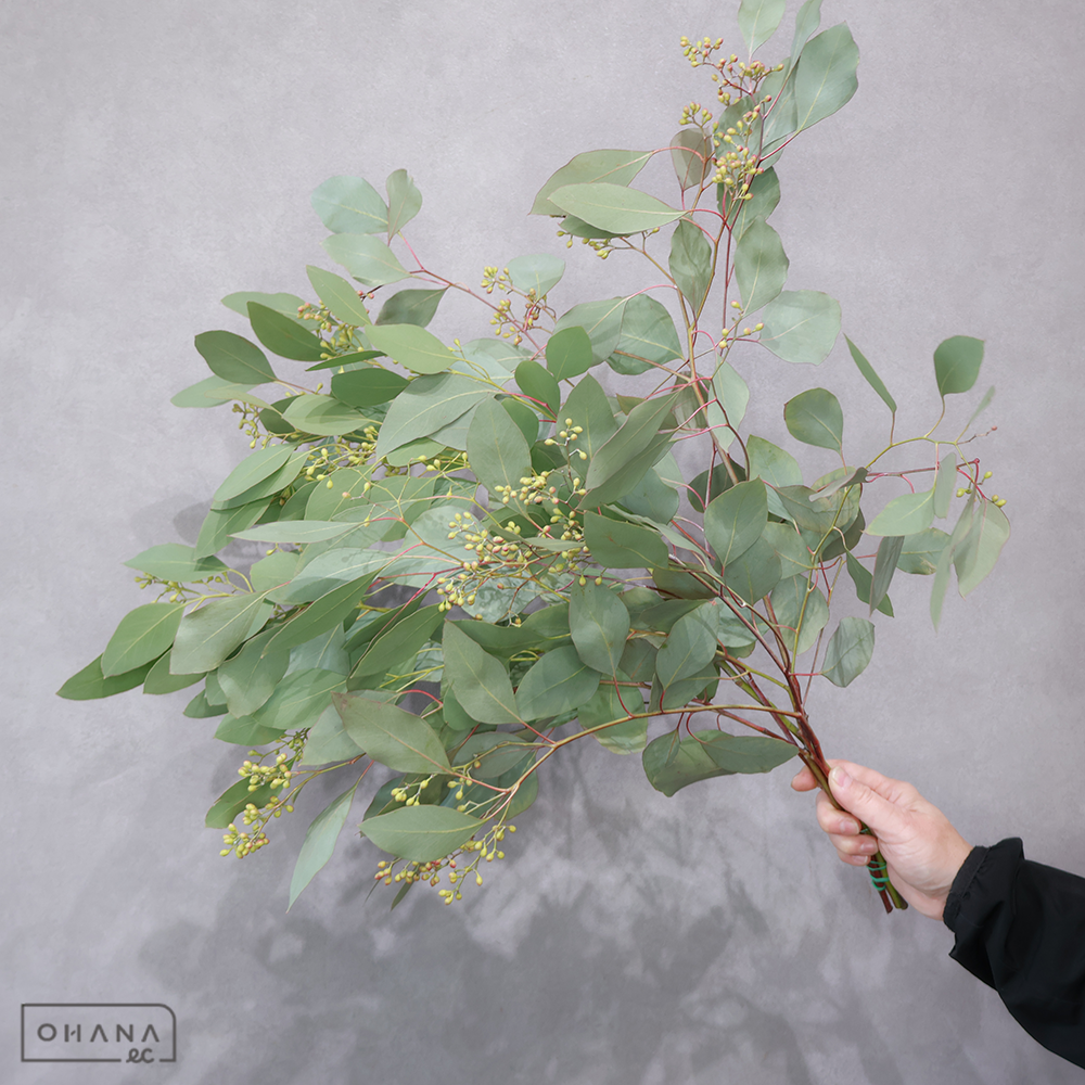 【SALE】ユーカリ　ポポラスベリー　※クレーム対象外