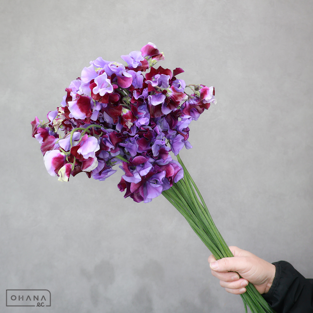 スイトピー　式部　2L 4輪