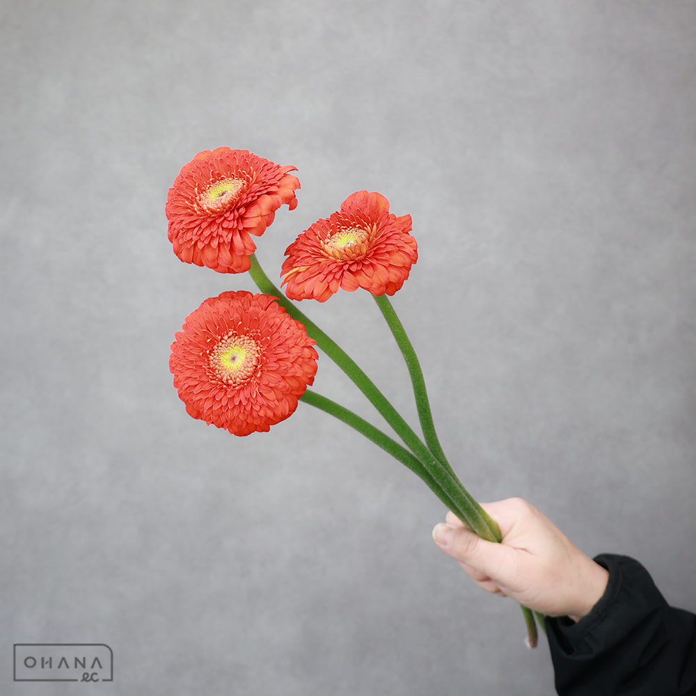 ガーベラ小輪オレンジ　フォジー　秀L