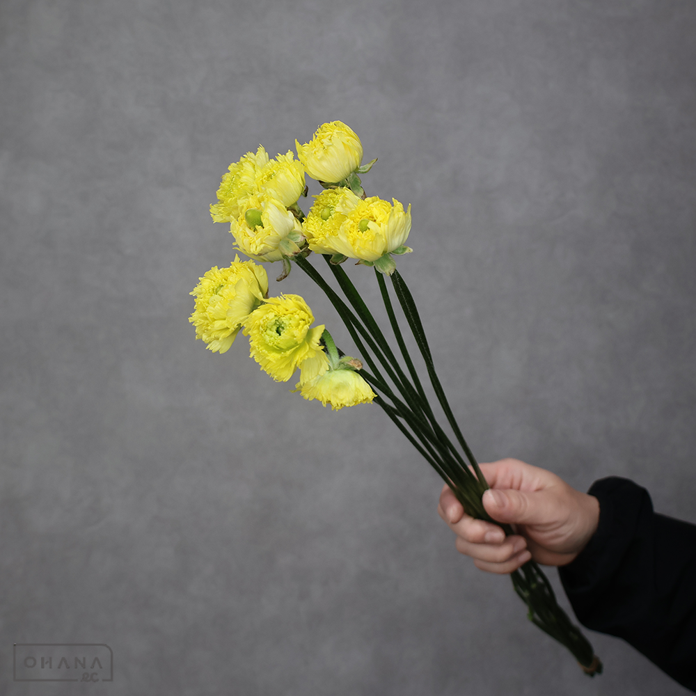 【SALE】ラナンキュラス　モロッコメリージャ 50cm  ※細め　※クレーム対象外