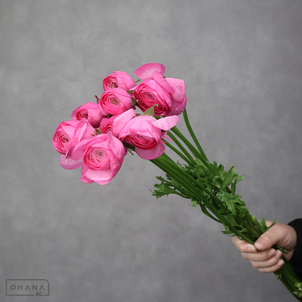 ラナンキュラス　エムピュアピンク 秀 50cm