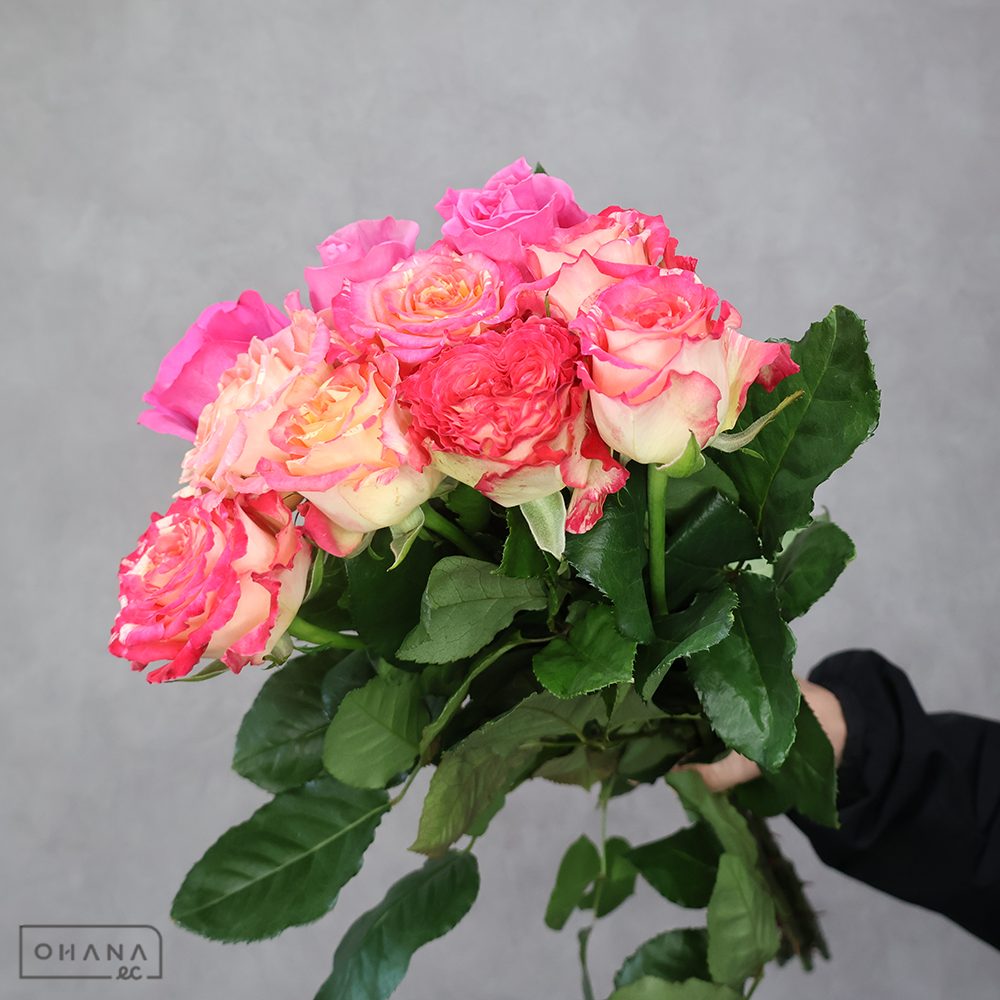 バラ MIX ③ 70-60cm