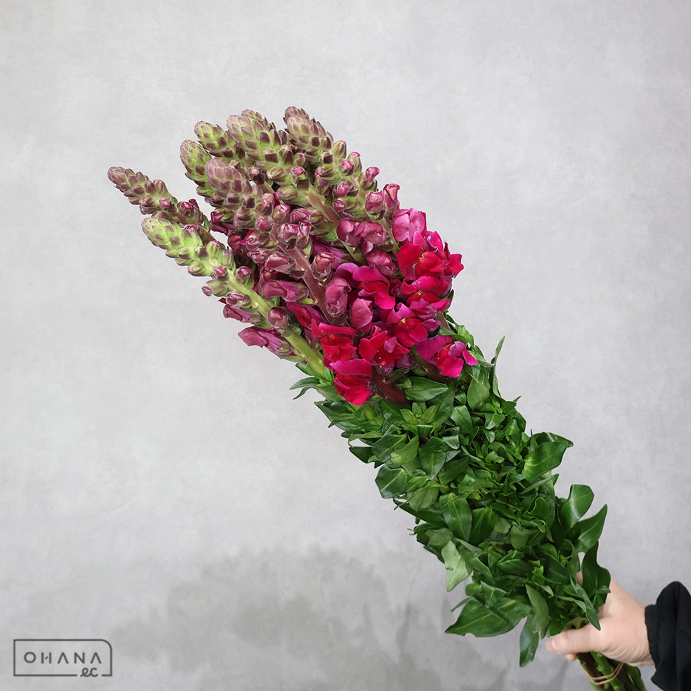 金魚草　赤 70cm