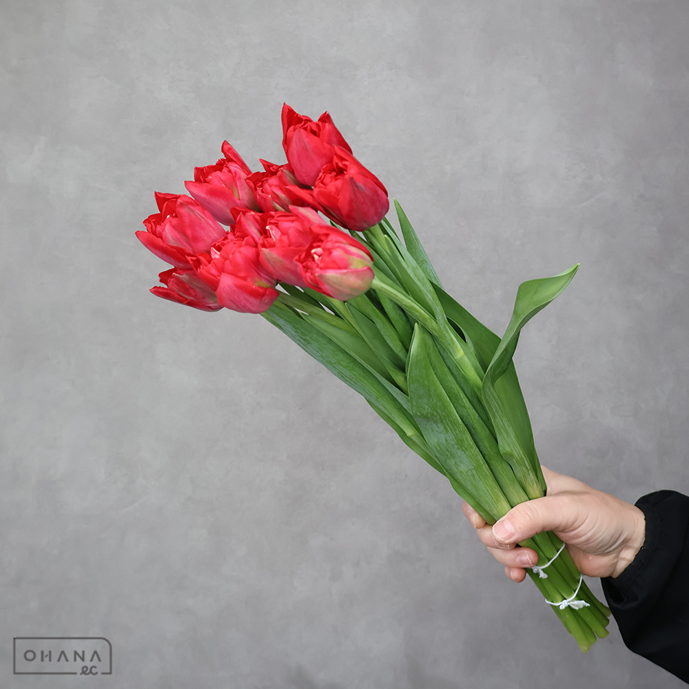 チューリップ八重　　スカーレットベロナ 秀 2L