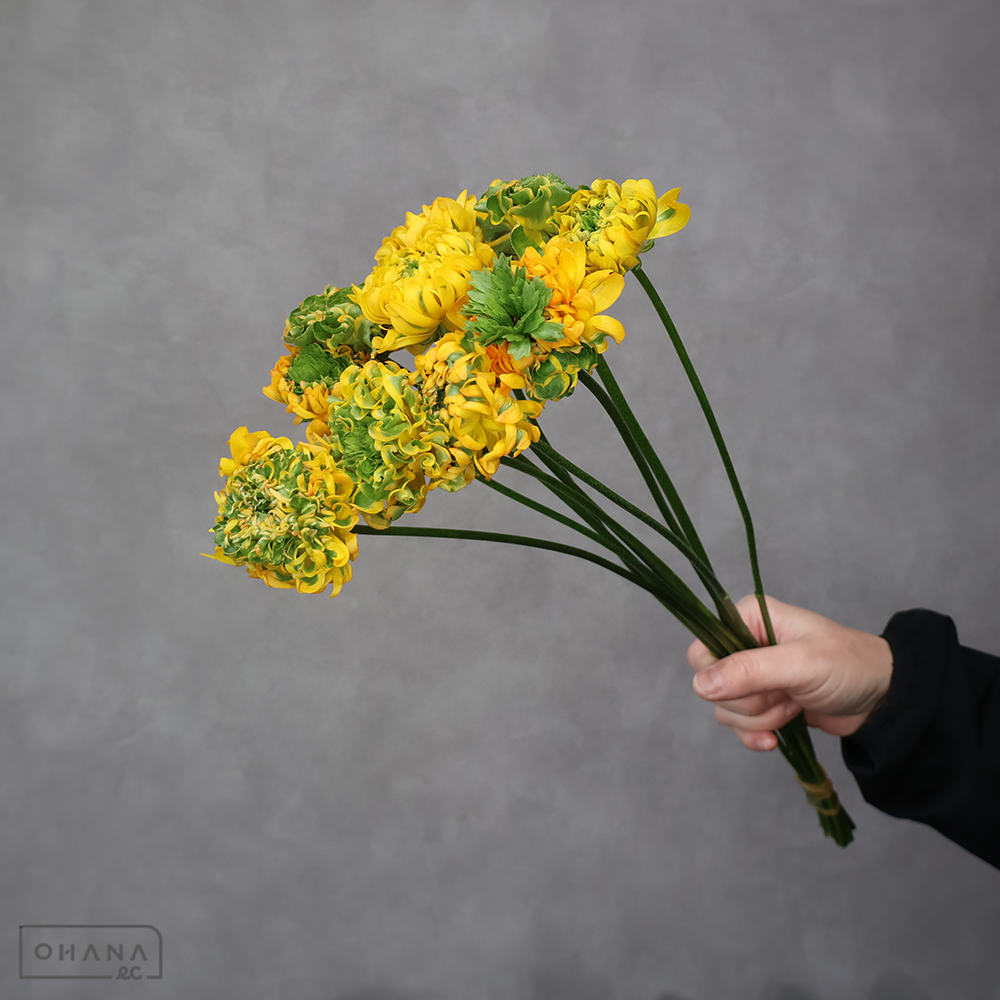 ラナンキュラス　メルリーノ PON　Ａ 45cm