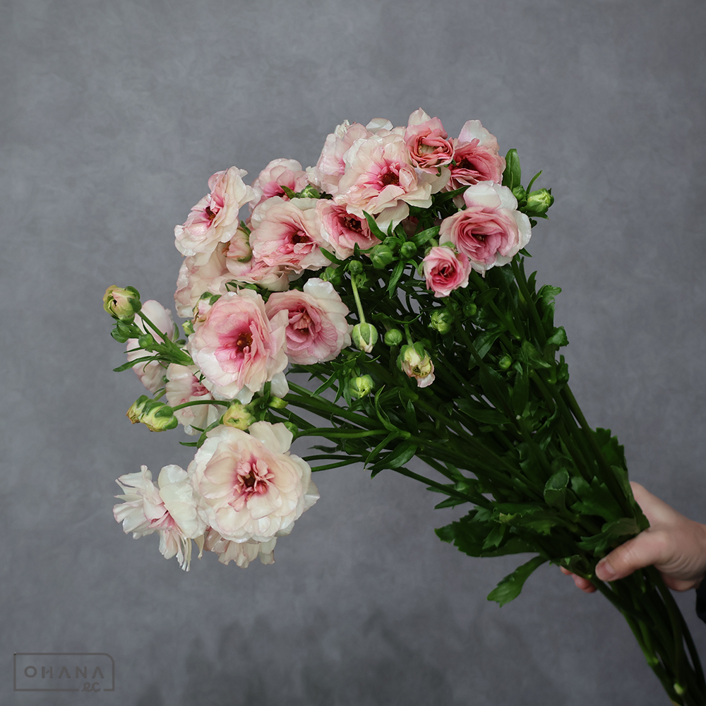 ラナンキュラス　アリアドネ　Ａ 60cm