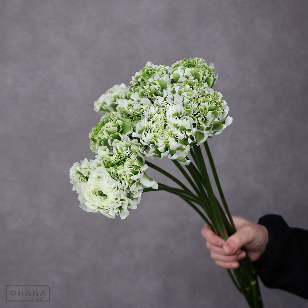 ラナンキュラス　イグルー PON　Ａ 50cm