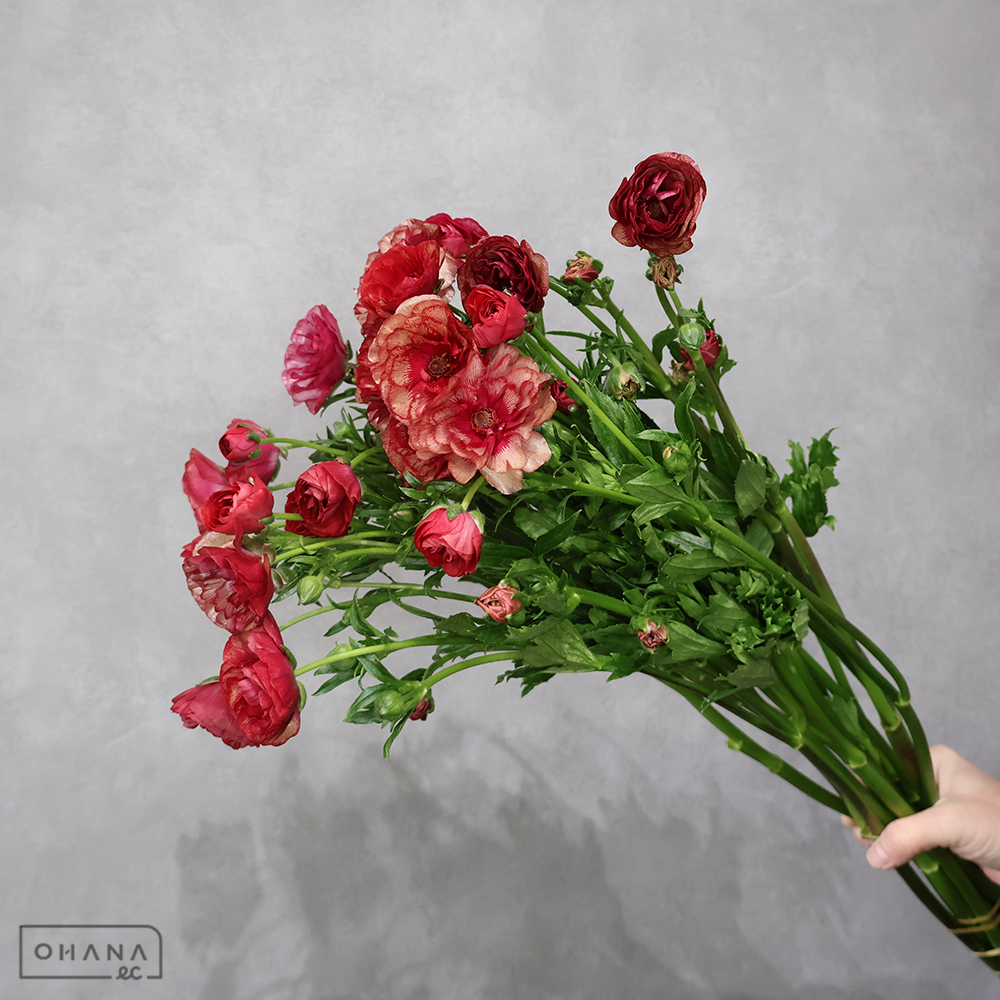 ラナンキュラス　フレア　Ａ 60cmﾗｯｸｽ